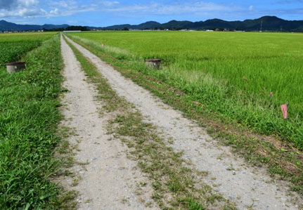 沿革